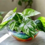 Grow & Care for Snow Queen Pothos