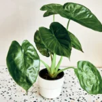 Lush Alocasia Wentii Care Guide