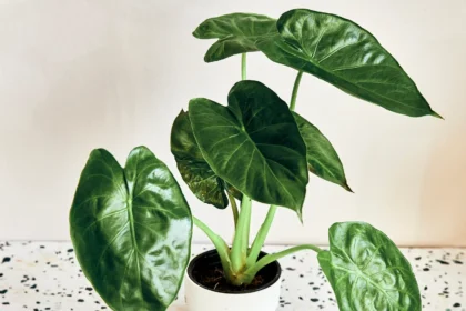 Lush Alocasia Wentii Care Guide