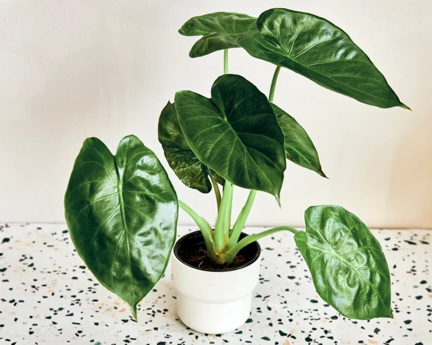 Lush Alocasia Wentii Care Guide