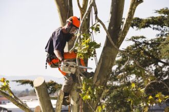 Stump Removal Near Me