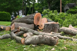 Stump Removal Contractor Near Me